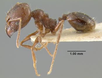 Media type: image;   Entomology 32036 Aspect: habitus lateral view